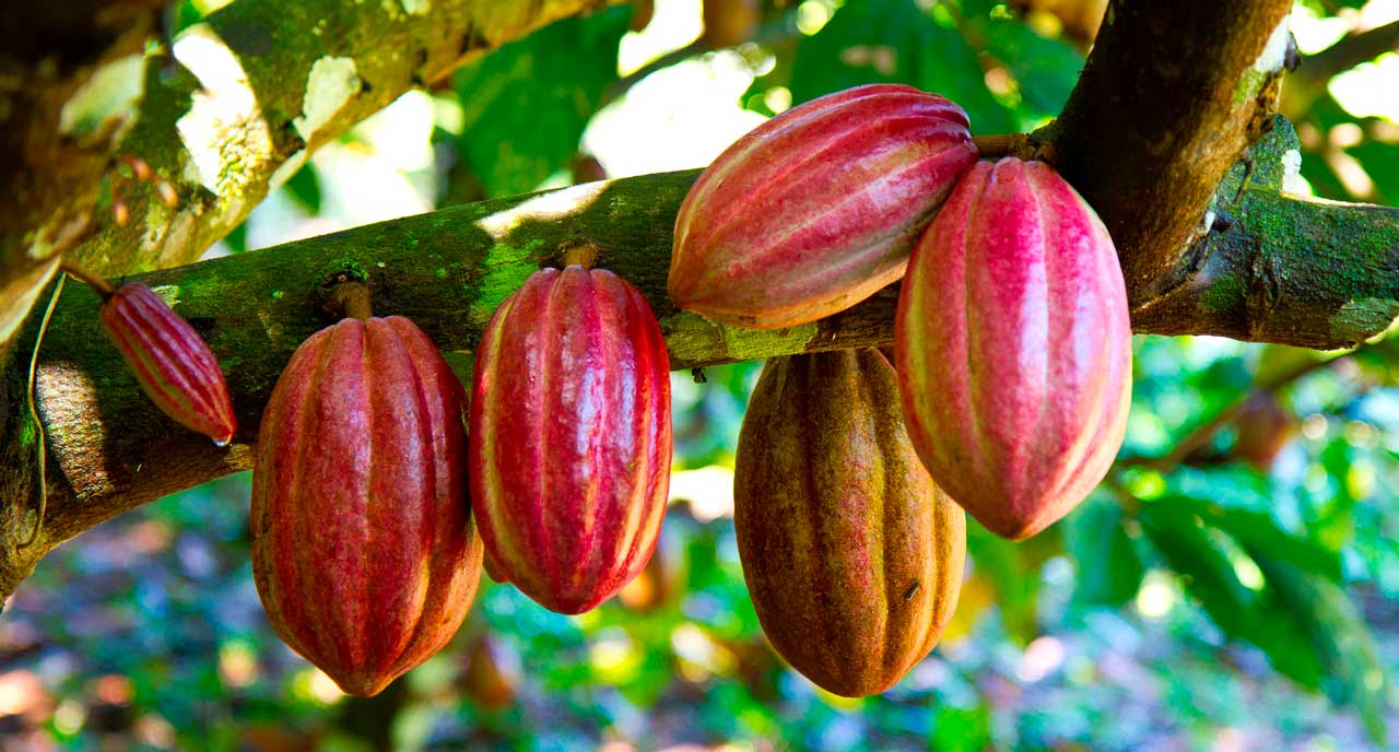 Шоколад и применение какао-бобов в виде валюты