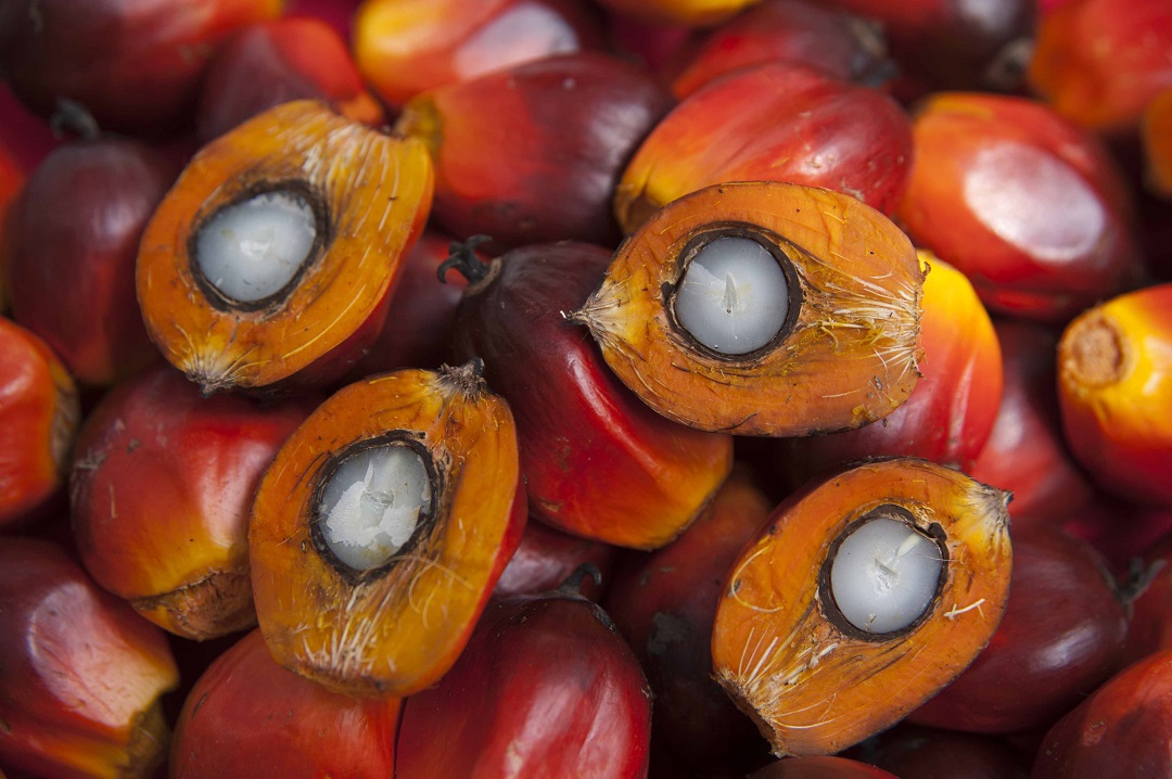 Почему почти во все продукты добавляют пальмовое масло