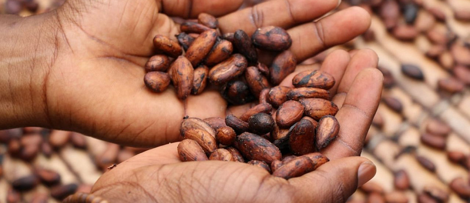 Почему какао-бобы — уникальный продукт?
